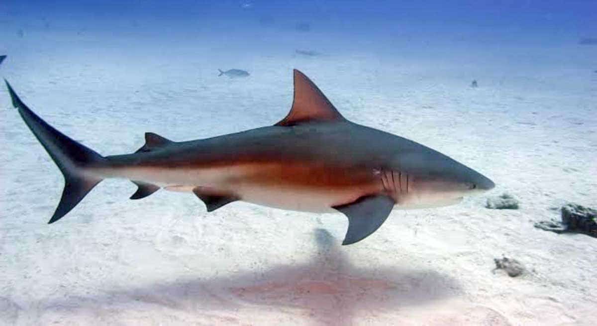 5 Most Dangerous Sharks in the World | PetMojo