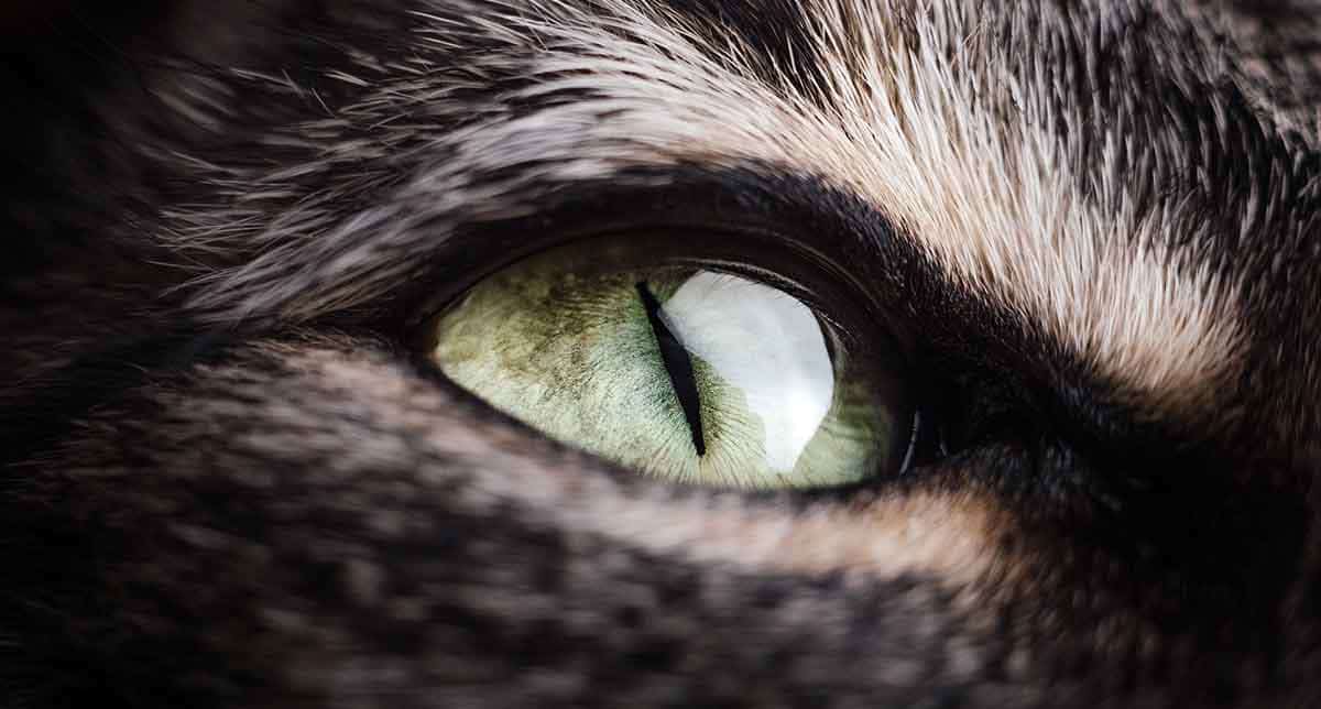 3 Fascinating Facts About Your Cat’s Eyes PetMojo