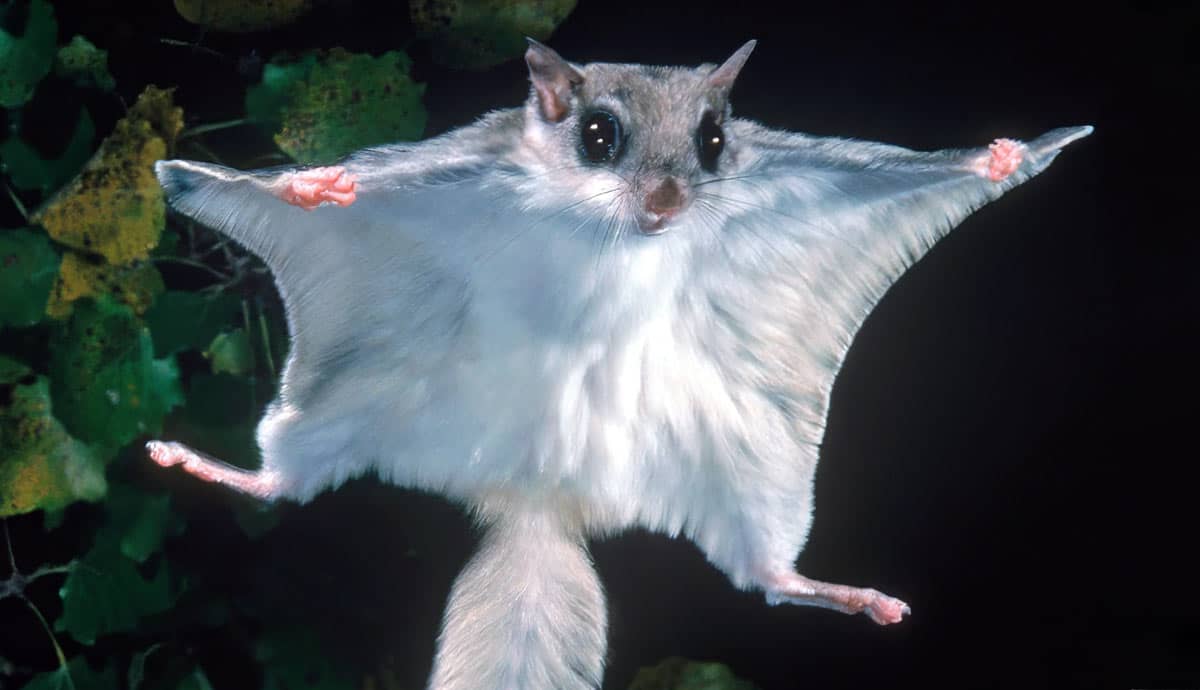 Animal Falls: Science or Survival Instinct?