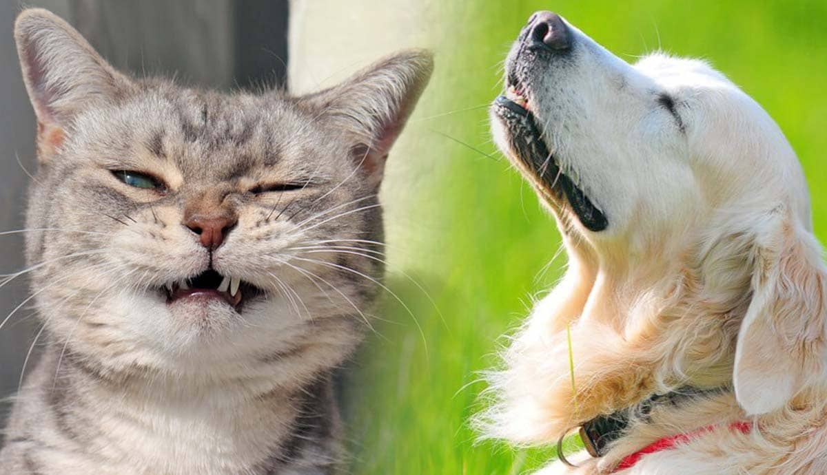6 Unusual Things Pets are Allergic to