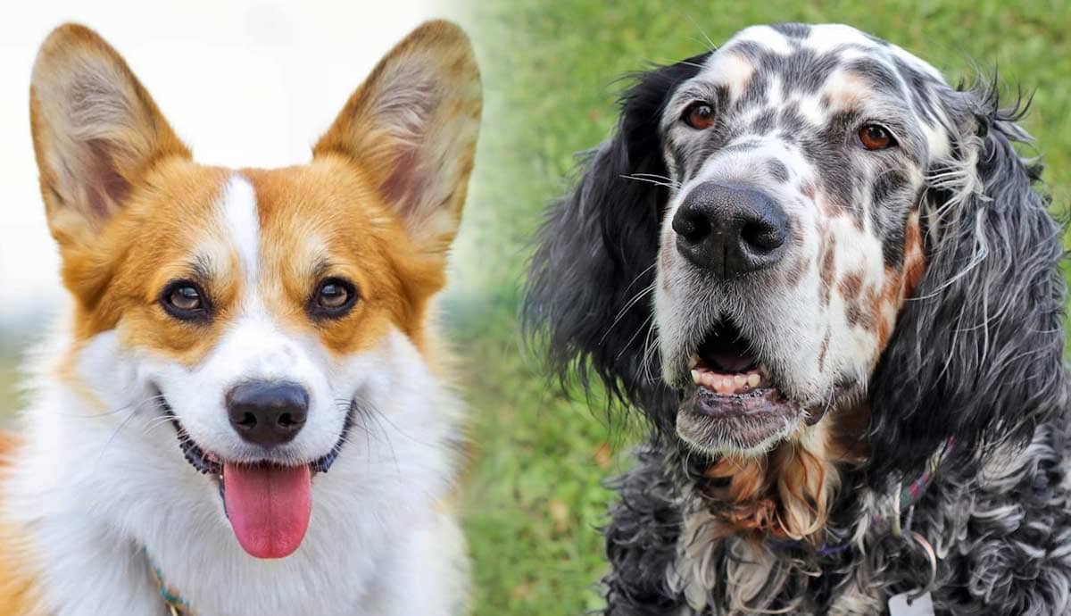 7 Vulnerable Dog Breeds at Risk Today