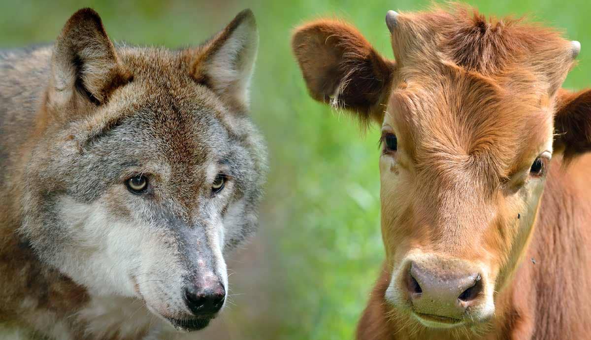 15 Animals With The Strongest Sense of Smell