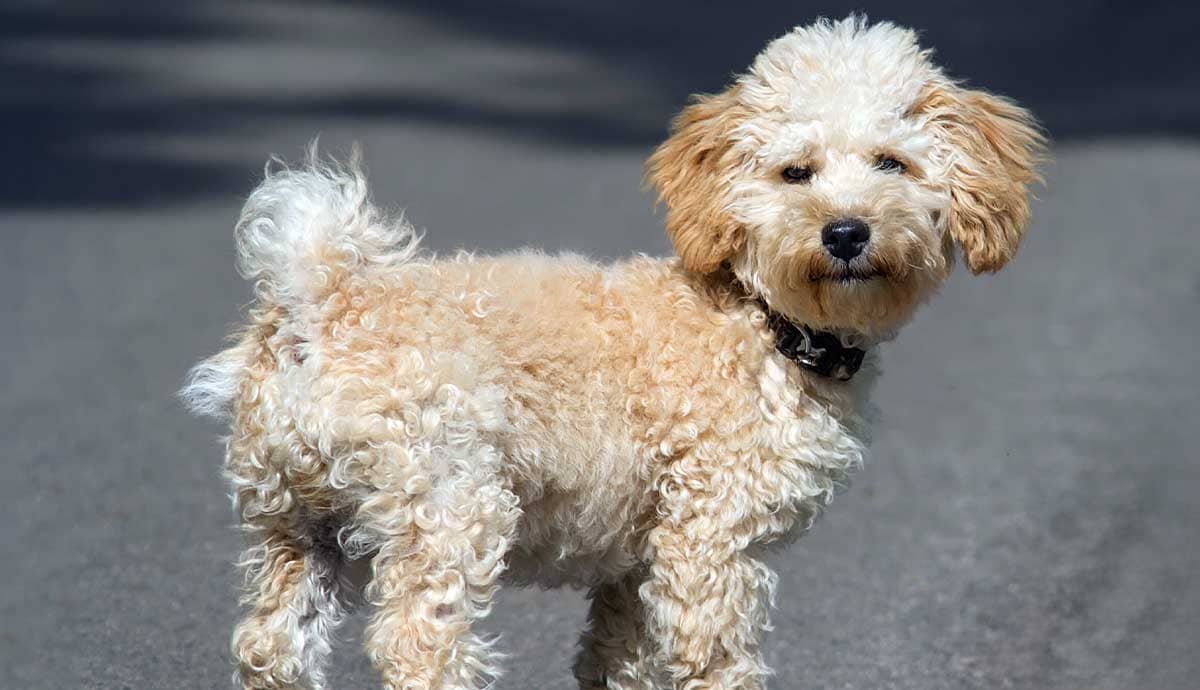 Petmojo Broaden Your Knowledge On Animals