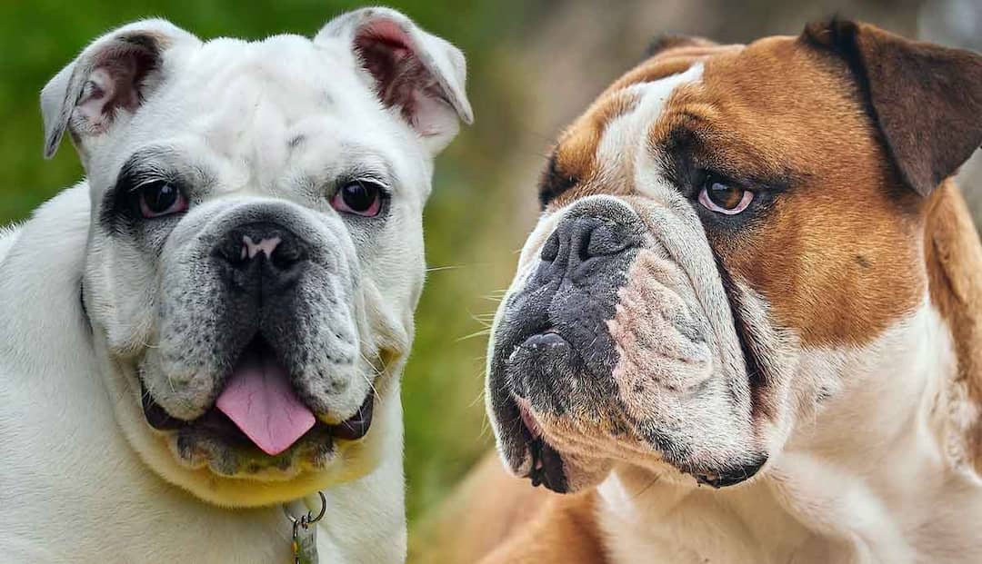 Petmojo Broaden Your Knowledge On Animals