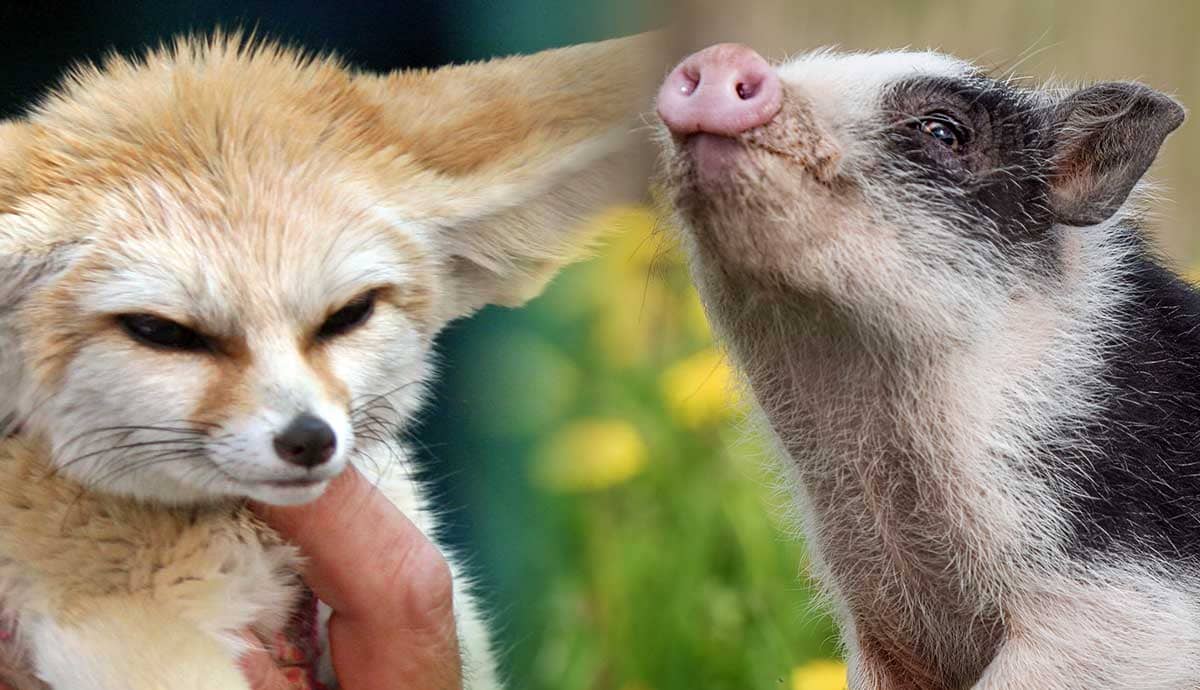 10 Unique Animals That Can Be Kept as Pets