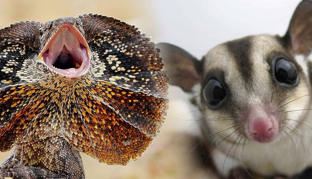 6 Most Unusual Pets You Can Legally Own