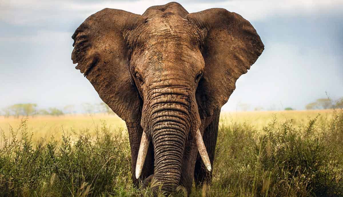 9 Things You Didn’t Know About Elephants