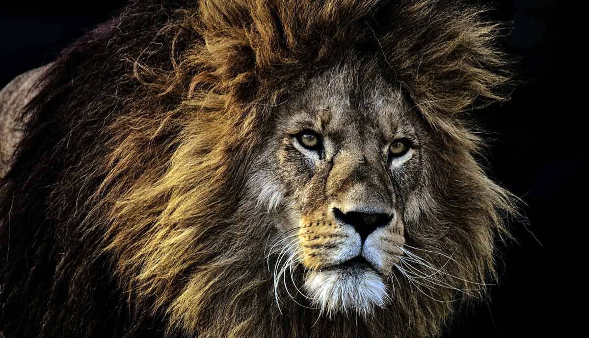 Why is the Lion the King of the Jungle?