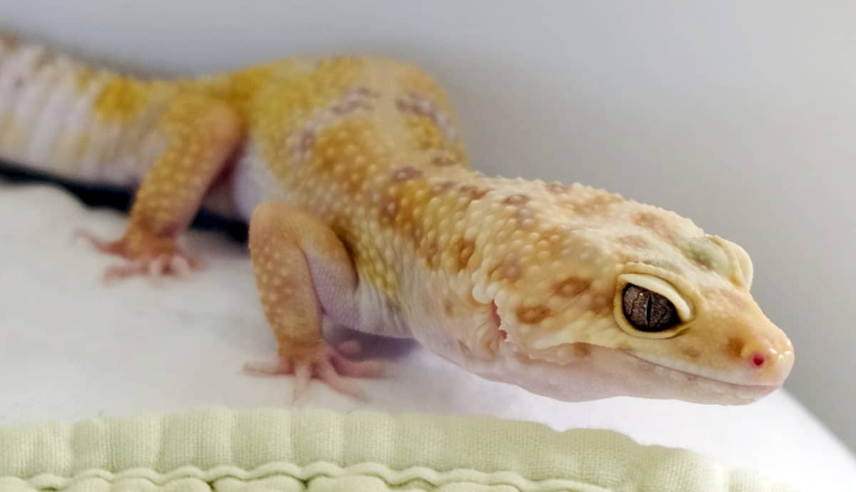 Do Reptiles Need Free Roam Sessions?