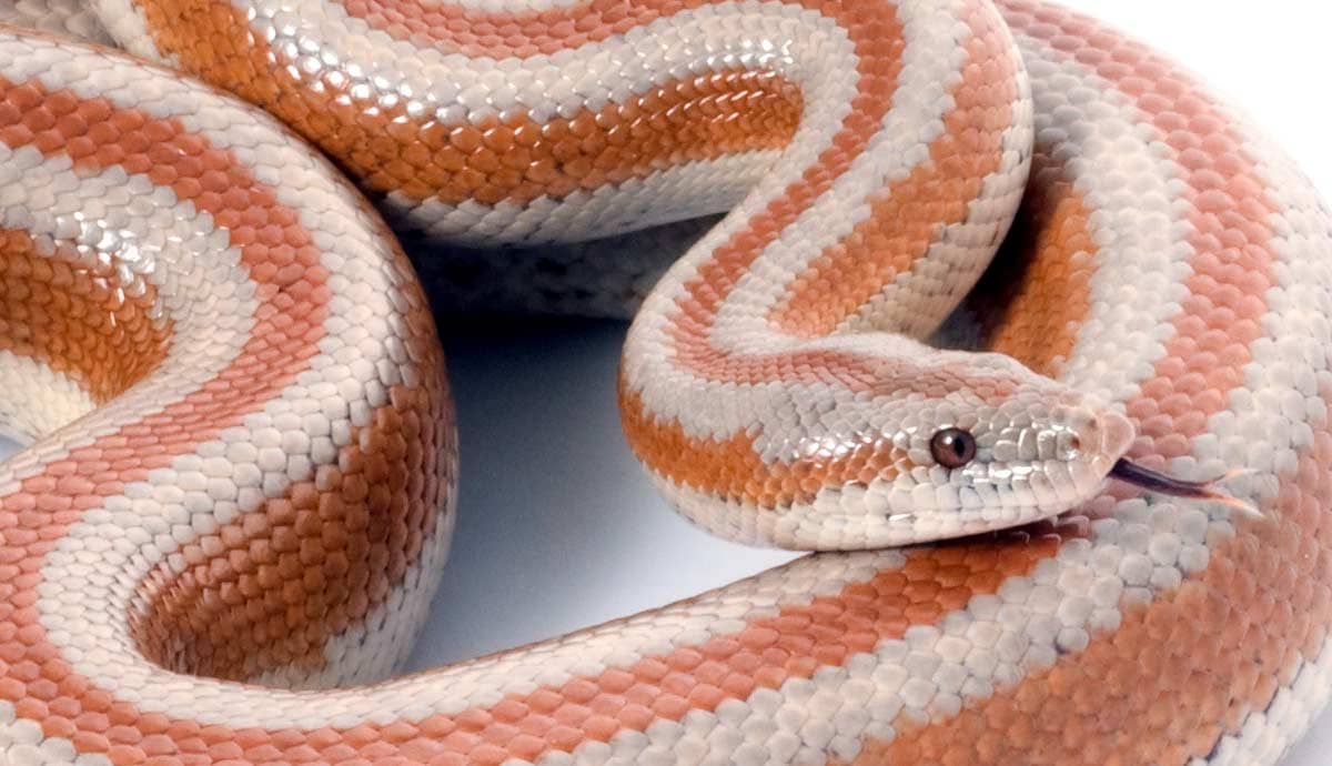 Do Rosy Boas Make Good Pets for Beginners?
