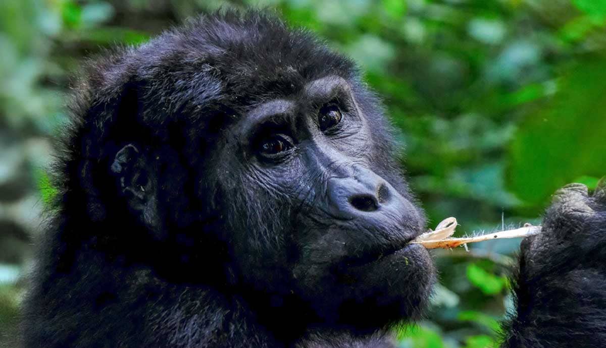 10 Fun and Interesting Facts About Gorillas