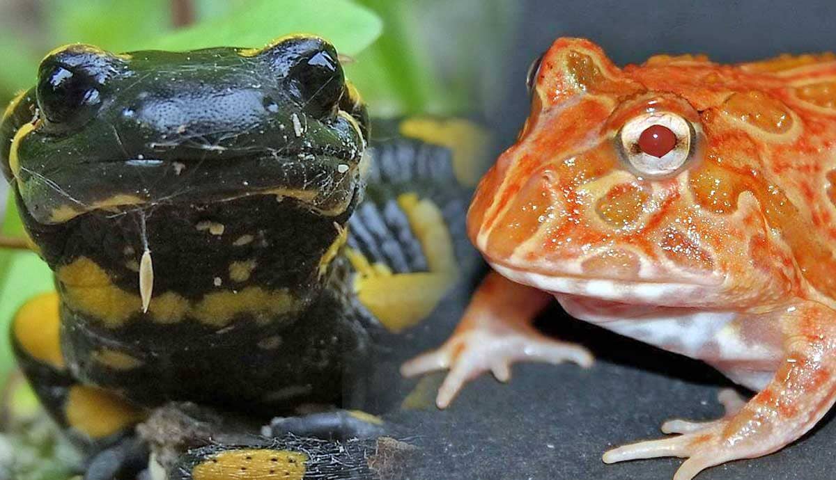5 Low Maintenance Pet Amphibians for Beginners