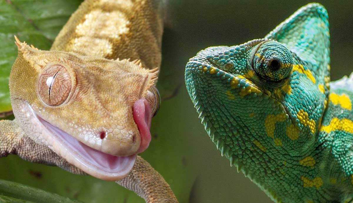 6 Small Lizards That Make Great Pets