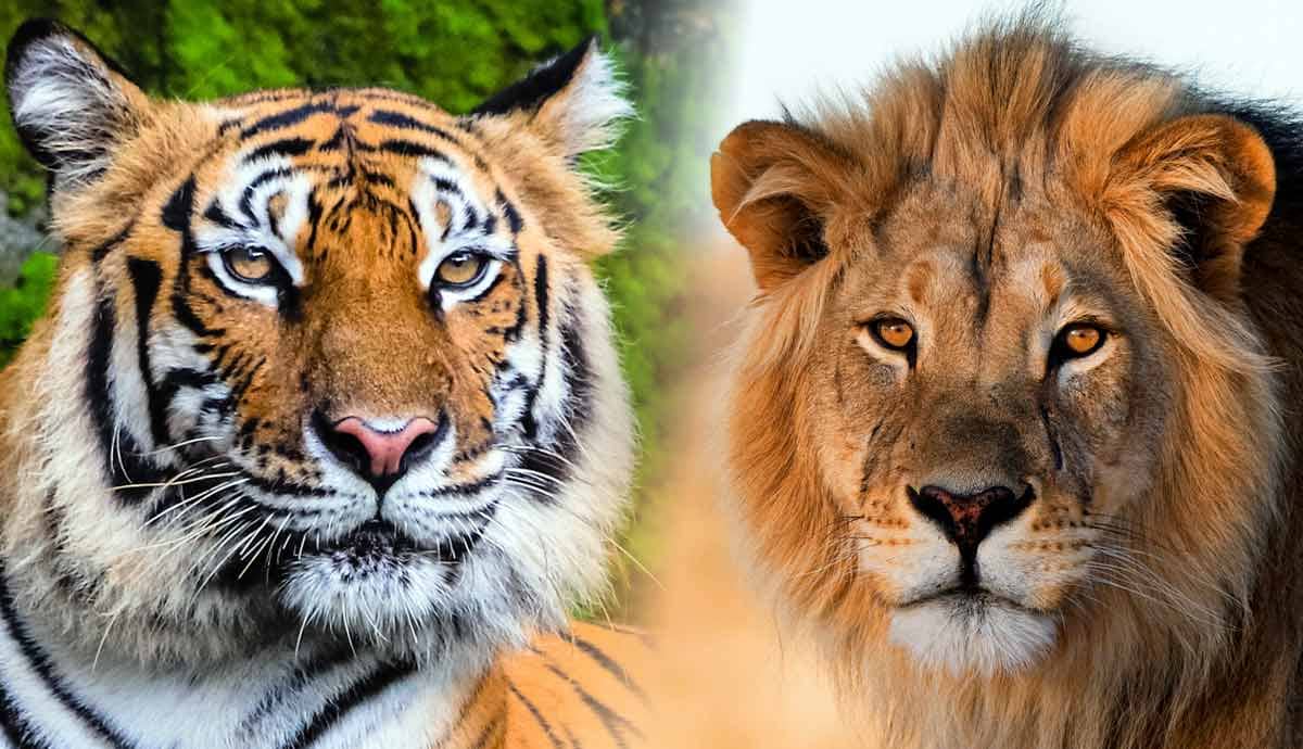Tigers vs. Lions: What’s the Difference?