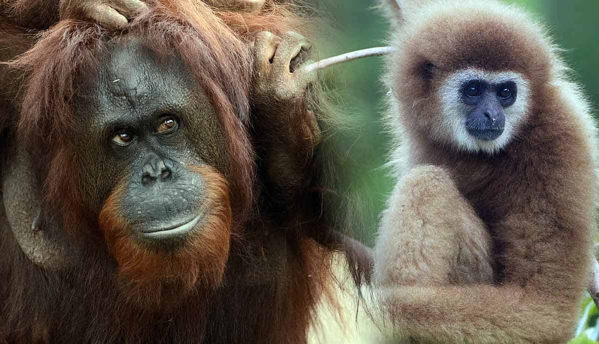 4 Types of Primates Explained