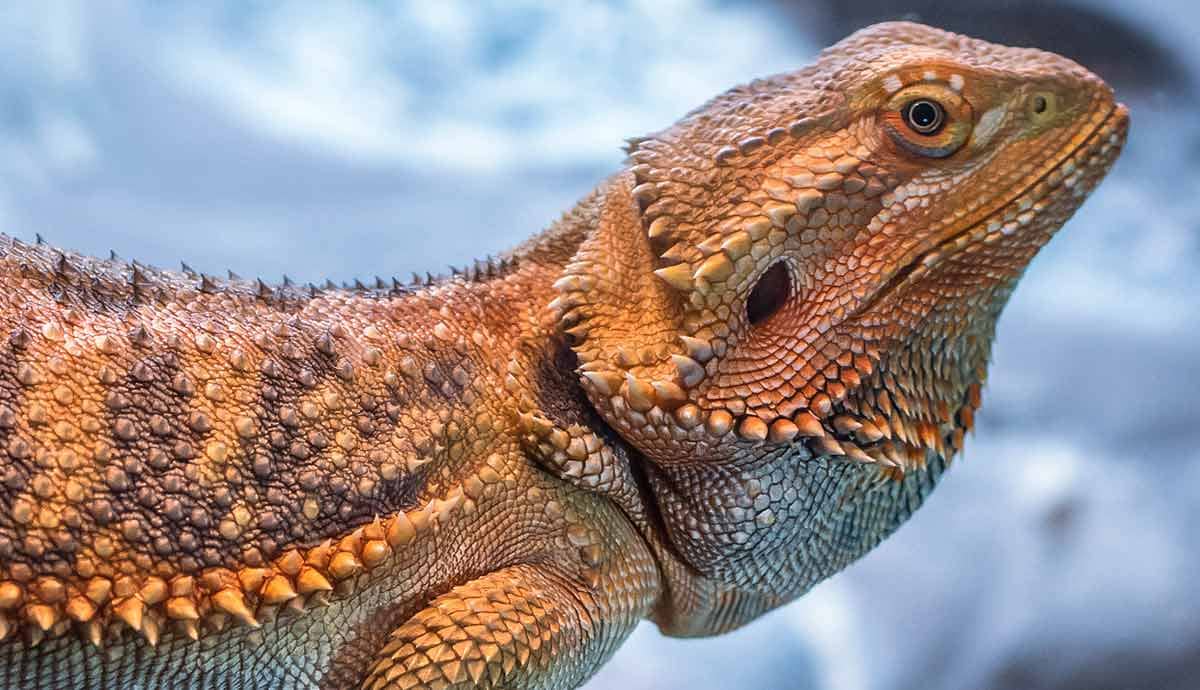 Where Can You Buy a Bearded Dragon?