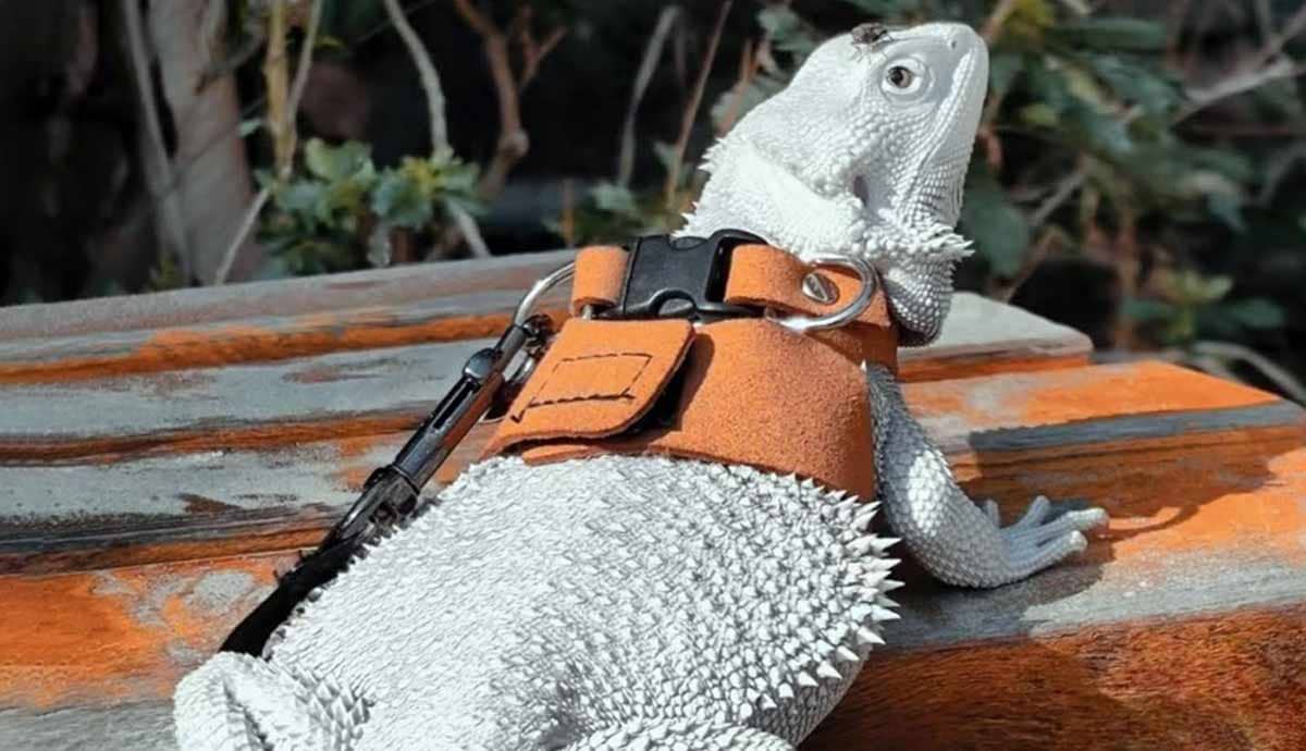 Can You Walk a Bearded Dragon on a Leash?