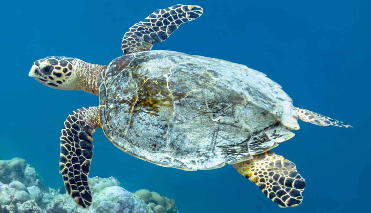 Do Turtles Breathe Out of Their Behinds?