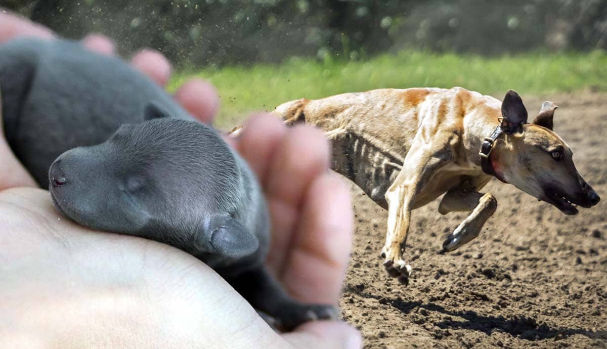 8 Surprising Facts About Dogs