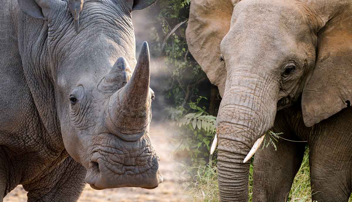 5 Animals that Communicate Without Sound