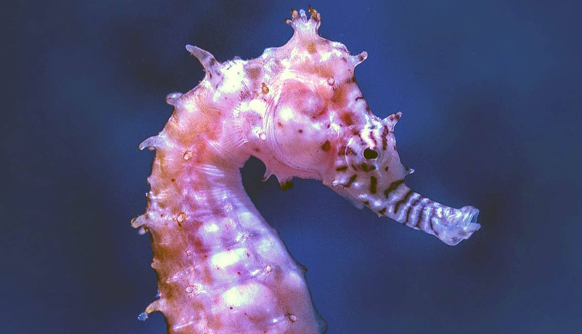 Are Seahorses Good for Beginner Fish Keepers?