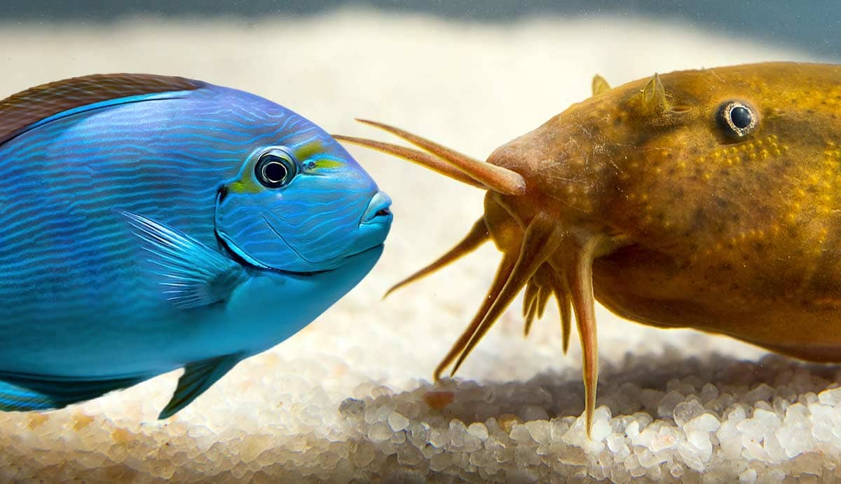 6 Best Fish Combinations for Your Aquarium