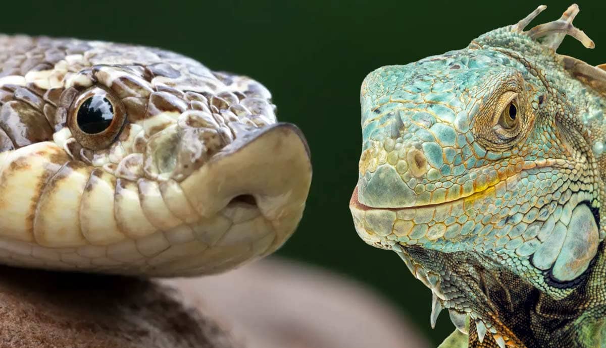 Beware of These 5 Pet Reptiles That Can Bite!