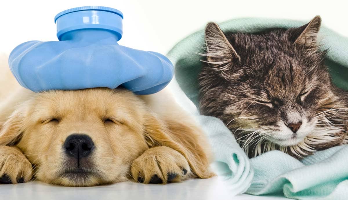 Can House Pets Get the Flu?