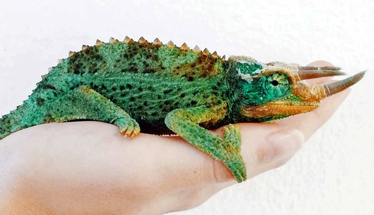 Can You Play with a Pet Chameleon?