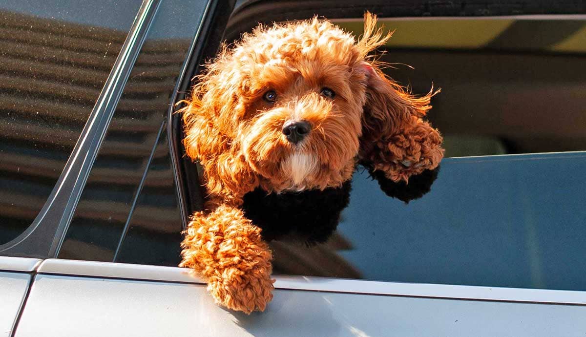 5 Car Safety Tips for Dogs