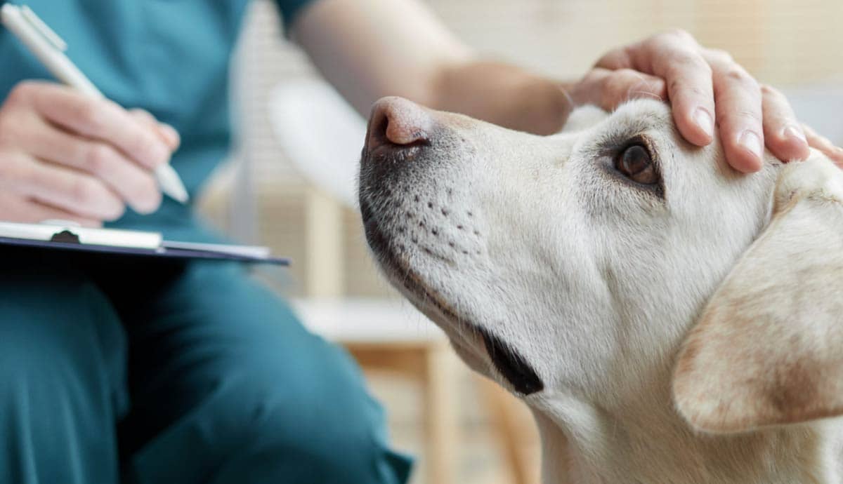 Do Dogs Heal Faster Than Humans?