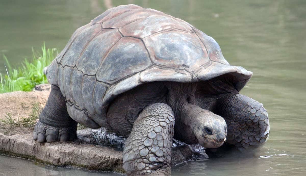 Do Pet Reptiles Need Baths?