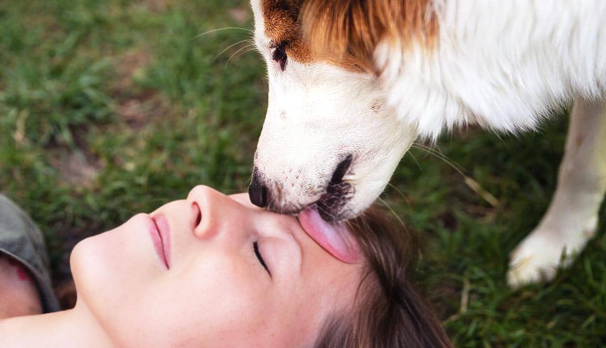 Does Dog Saliva Have Healing Properties?