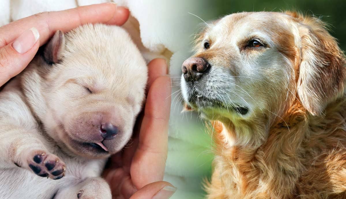 A Dog’s Life Stages: From Pup to Pensioner