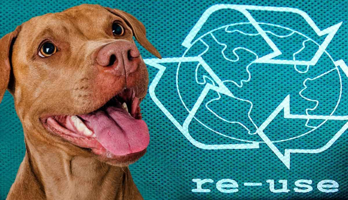 5 Eco Friendly Ways to Clean Up After Your Dog