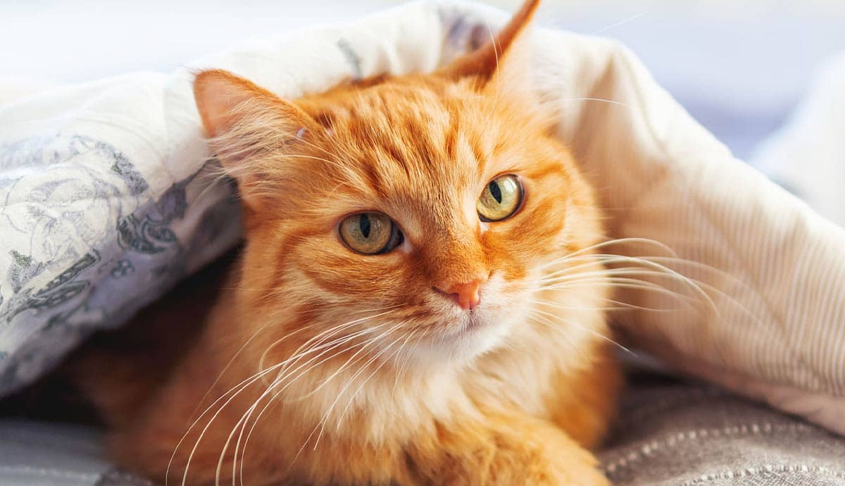 7 Facts About Orange Cats