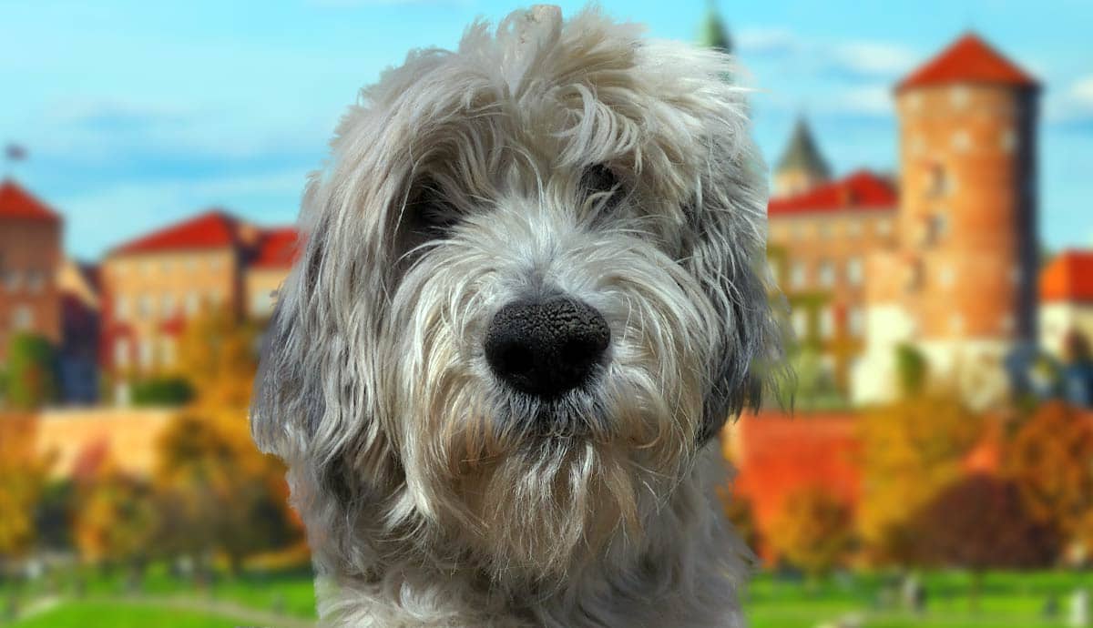7 Facts About the Polish Lowland Sheepdog