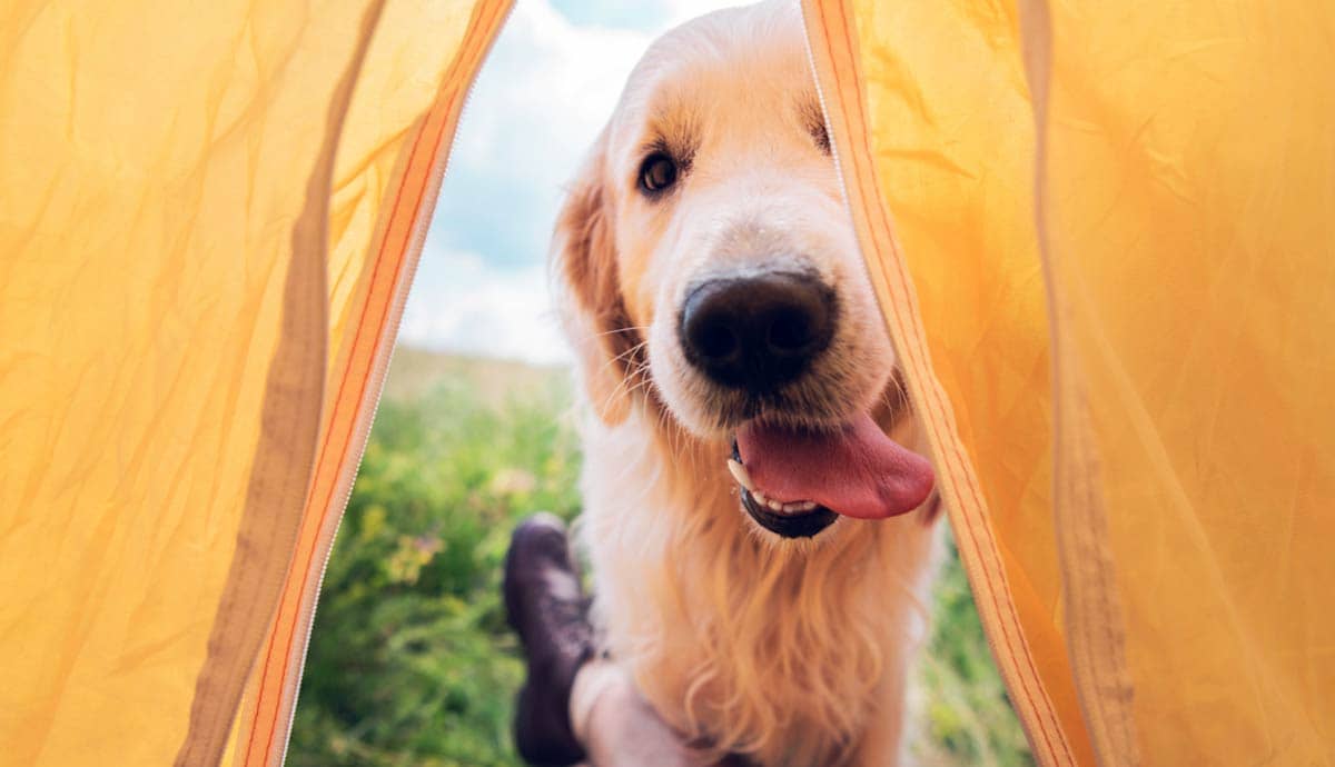 A Guide to Camping with Dogs: 5 Things to Know