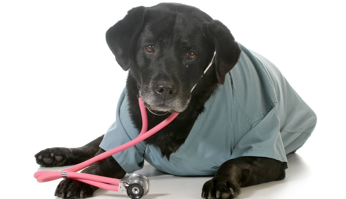 5 Most Common Illnesses in Senior Dogs