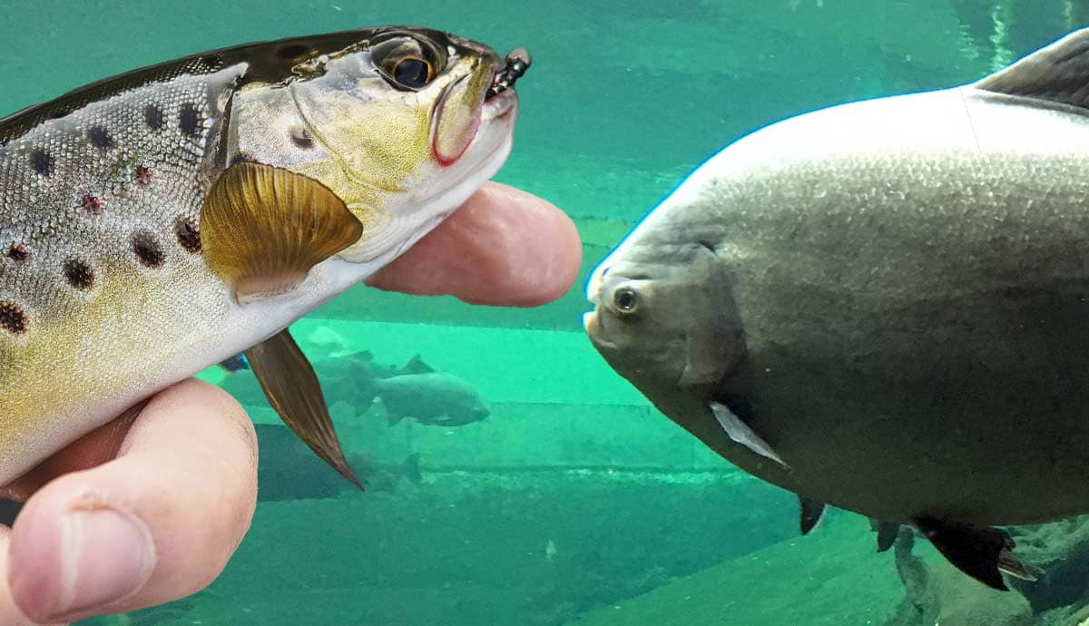 6 Pet Fish You Can Eat