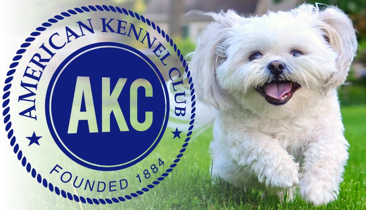 4 Reasons Why AKC Standards Are Outdated