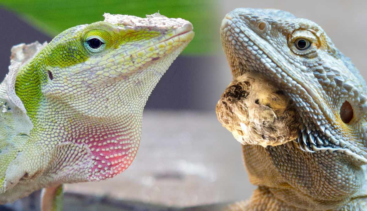 5 Skin Problems in Pet Reptiles