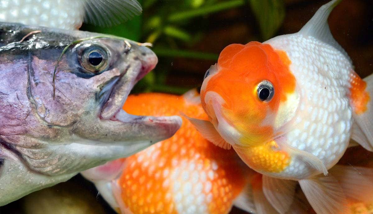 6 Things to Know About Fish Bullying