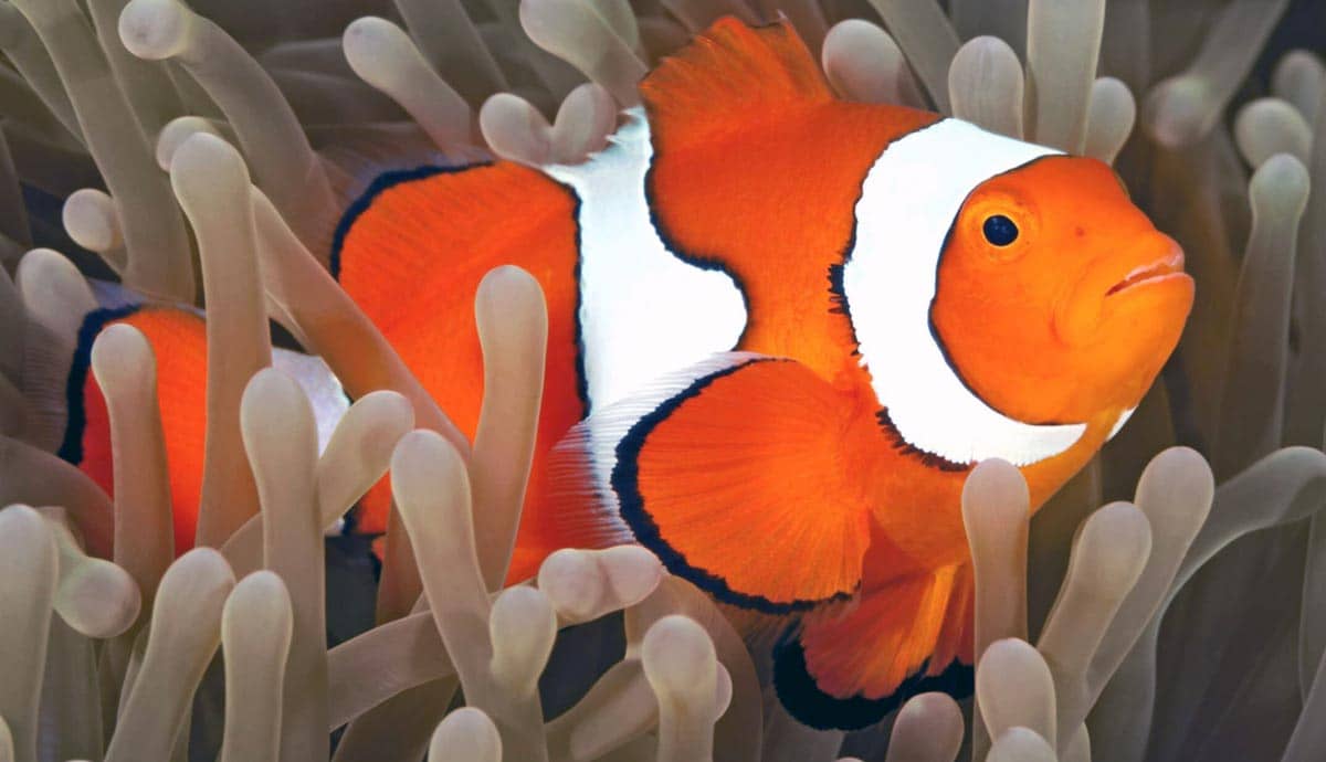 6 Things to Know About Keeping Pet Clownfish