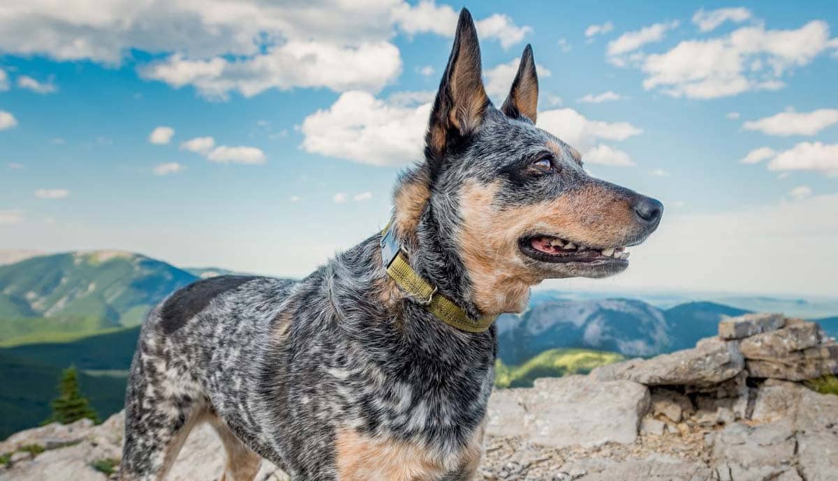 Top 10 Dog Friendly National Parks