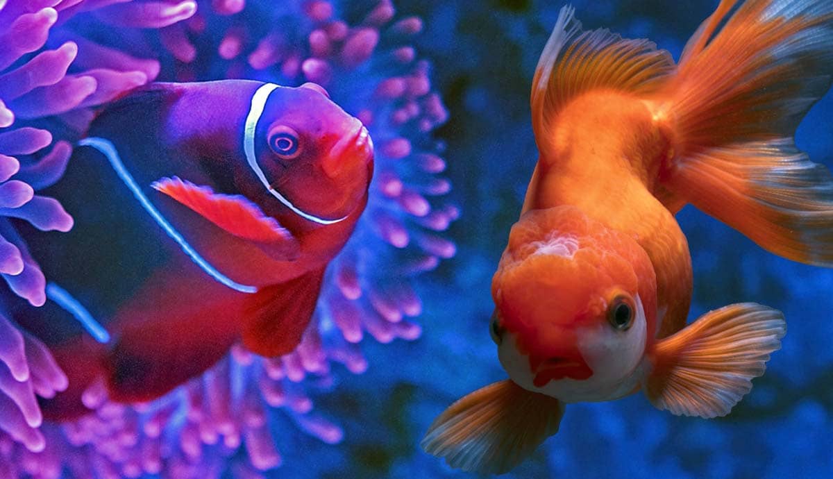 7 Ways Fish Attack Each Other