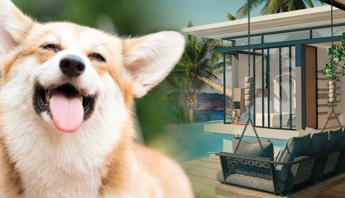 5 Ways to Tell if a Resort is Dog Friendly