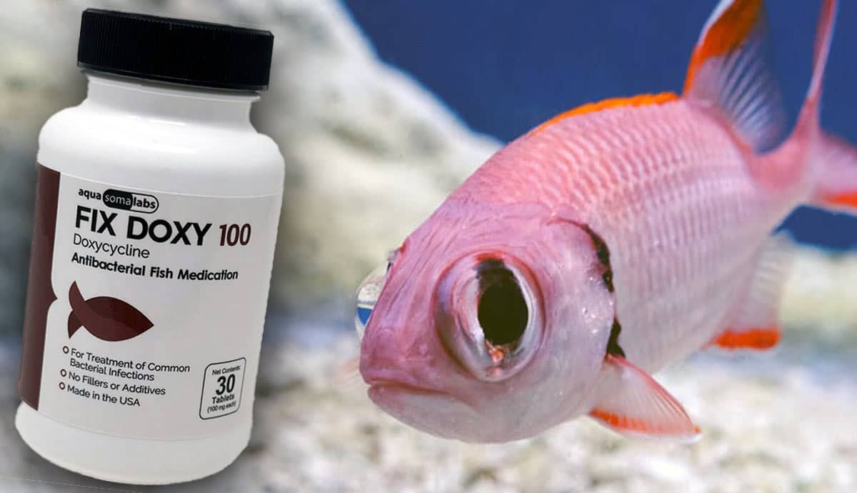 What Are Fish Antibiotics and Do You Need Them?