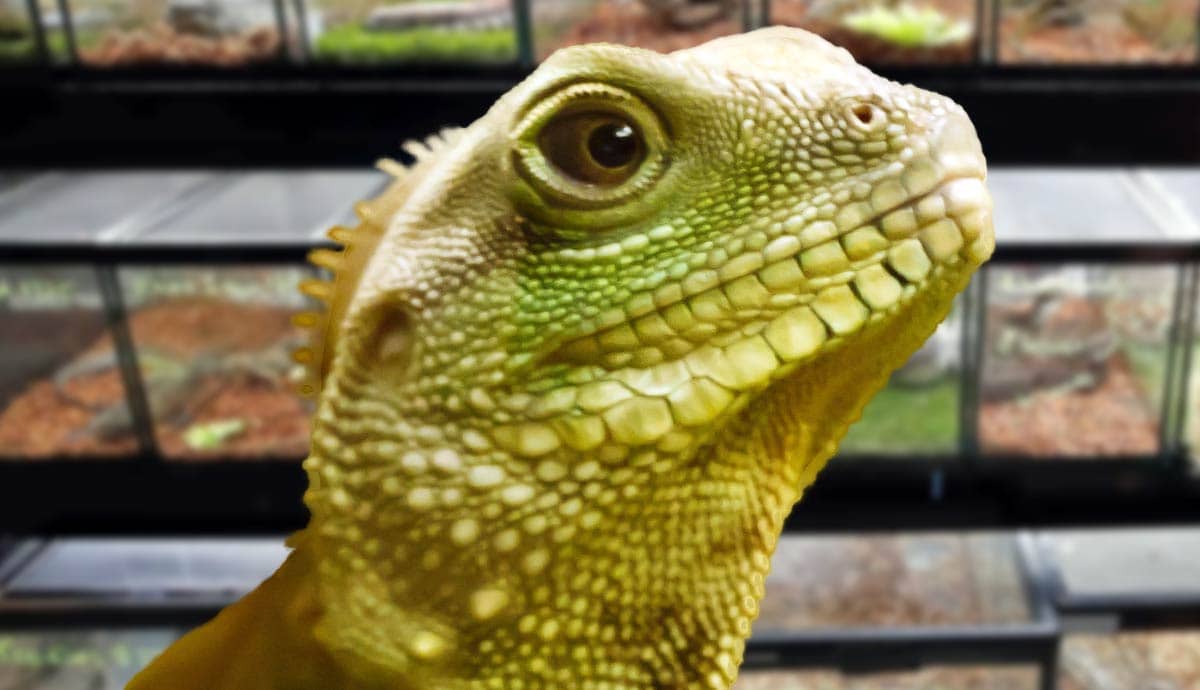 What Can You Expect at a Reptile Expo?