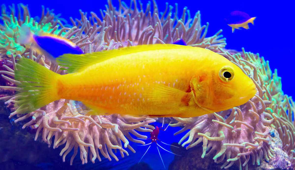 What Causes Algae Bloom in Fish Tanks?